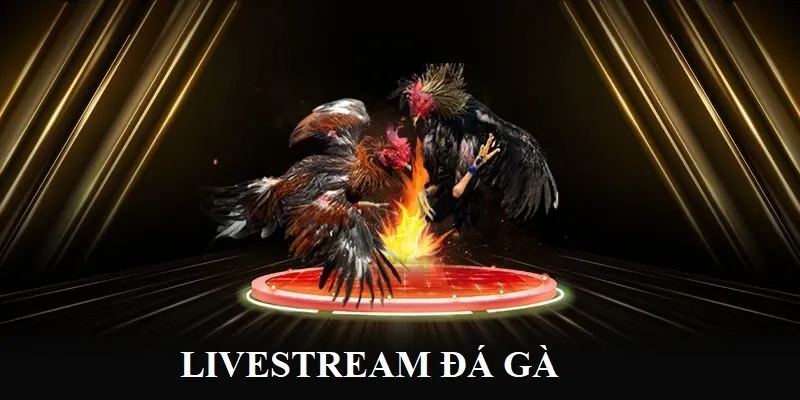 B52 live đá gà B52 live đá gà