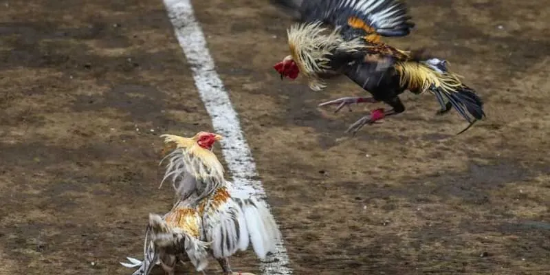 Đá gà cựa đao tại cổng game B52 mang đến những ưu điểm đáng kể cho người chơi