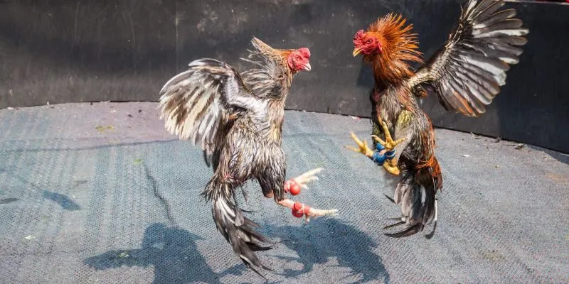 Đá gà cựa sắt là một trong những hình thức đá gà được nhiều anh em cược thủ ưa chuộng