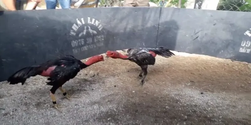 Các kiểu đá gà đòn phổ biến hiện nay