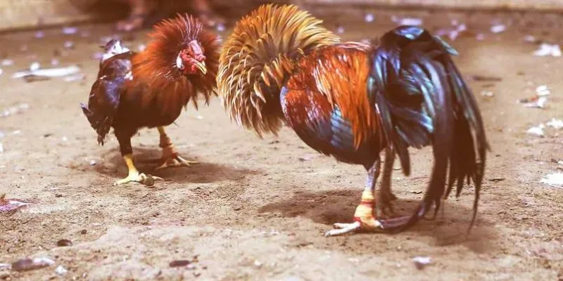 Mỗi chiến kê khi tham gia trận đấu đều phải đáp ứng tiêu chuẩn nhất định