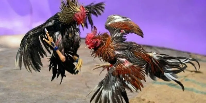 Ưu điểm khi tham gia cá cược đá gà thomo tại B52